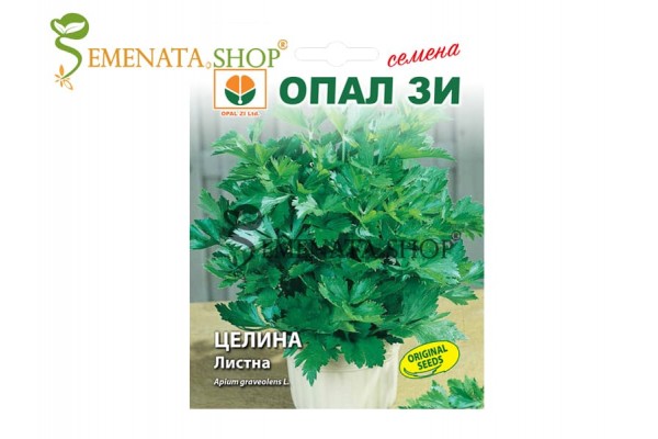 Семена на Листна целина (Кервиз) от Опал Зи